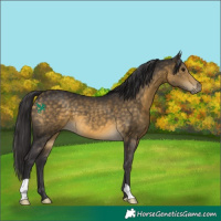 Horse Color:Buckskin 