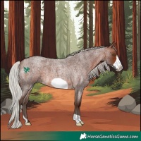 Horse Color:Silver Brown Roan Frame 