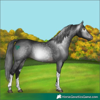 Horse Color:Gray Brown Tobiano 