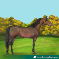 Horse Color:Brown Rabicano 