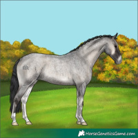 Horse Color:Blue Onyx Roan Rabicano