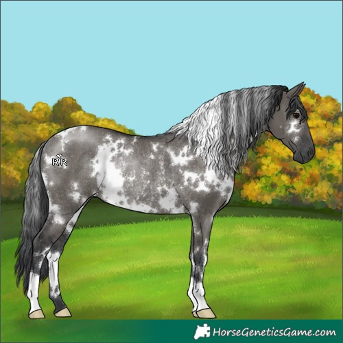 Horse Color:White Spotted Grullo Rabicano 