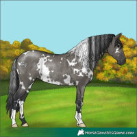 Horse Color:White Spotted Grullo Rabicano 