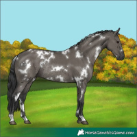 Horse Color:White Spotted Grullo Rabicano