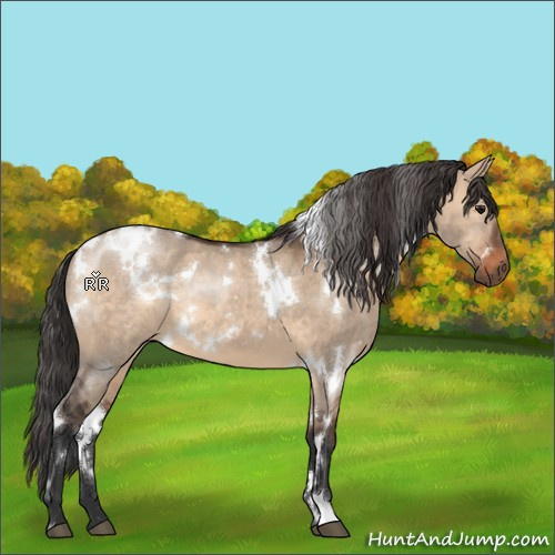 Horse Color:White Spotted Brown Dun