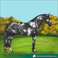 Horse Color:White Spotted Black Rabicano 