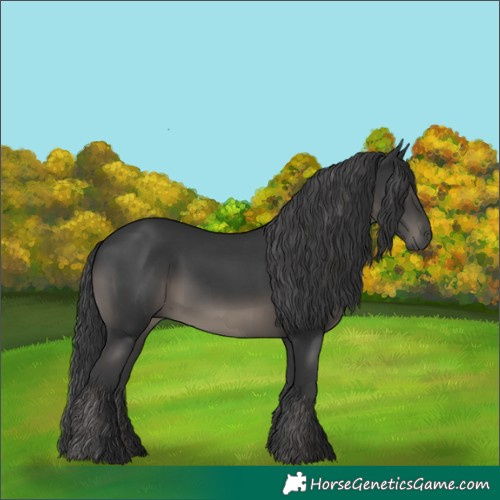 Horse Color:Black 