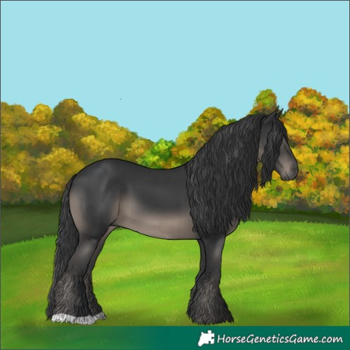 Horse Color:Black 