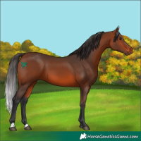 Horse Color:Bay 
