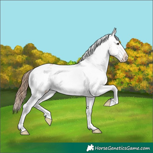 Horse Color:Bay Ice Dun Appaloosa Brindle