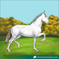 Horse Color:Bay Ice Dun Appaloosa Brindle 