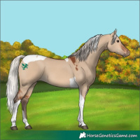 Horse Color:Silver Bay Dun Tobiano 