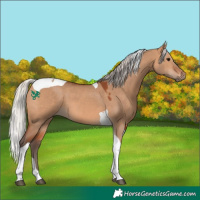 Horse Color:Silver Bay Dun Tobiano 