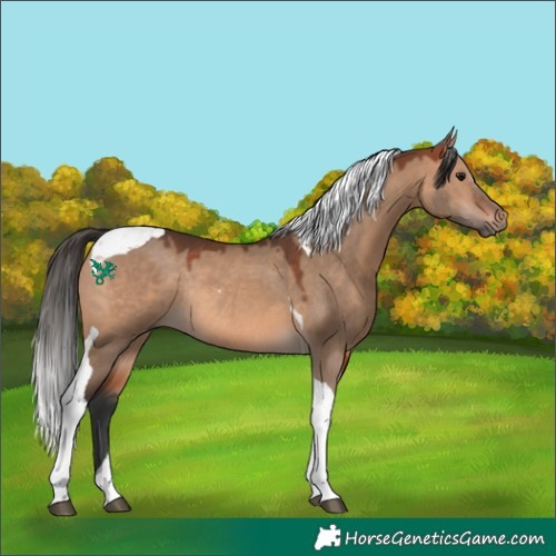 Horse Color:Bay Dun Tobiano Rabicano 