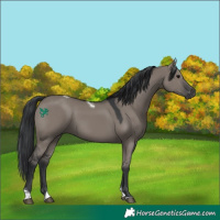 Horse Color:Grullo Tobiano 