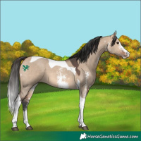 Horse Color:Bay Dun Sabino Tobiano 