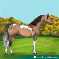 Horse Color:Bay Dun Sabino Tobiano 