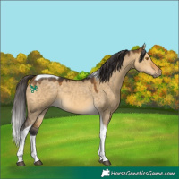 Horse Color:Buckskin Dun Tobiano 
