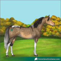 Horse Color:Buckskin Dun Tobiano 
