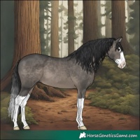 Horse Color:Black Splash 