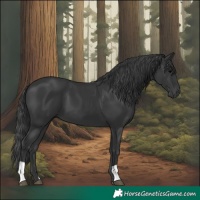 Horse Color:Black 