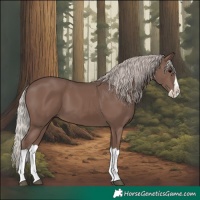 Horse Color:Silver Black Splash 