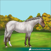 Horse Color:Silver Brown Roan Rabicano