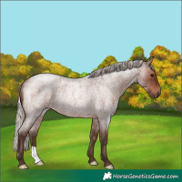 Horse Color:Silver Brown Roan Rabicano 