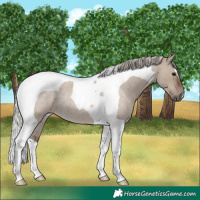 Horse Color:Silver Grullo Roan Tobiano