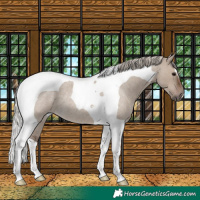 Horse Color:Silver Grullo Roan Tobiano 