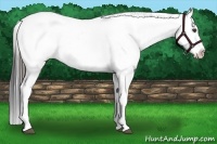 Horse Color:Black Frame Appaloosa 