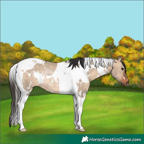 Horse Color:White Spotted Bay Dun Tobiano Rabicano