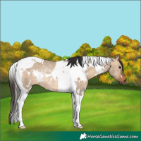 Horse Color:White Spotted Bay Dun Tobiano Rabicano