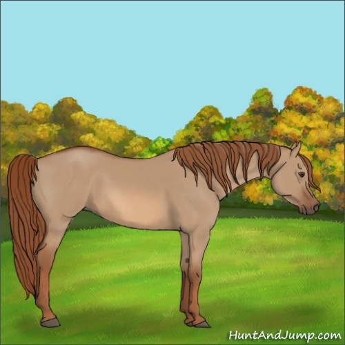 Horse Color:Red Dun Rabicano 
