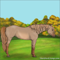 Horse Color:Red Dun Rabicano 