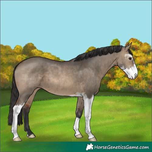 Horse Color:Brown Dun Sabino Brindle