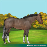 Horse Color:Brown Dun Brindle 
