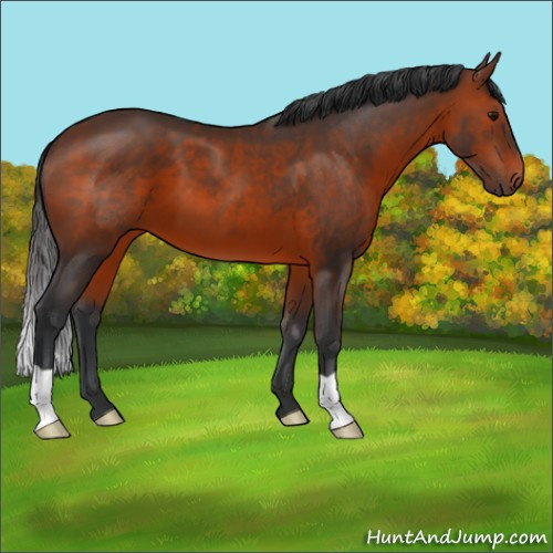 Horse Color:Brown 