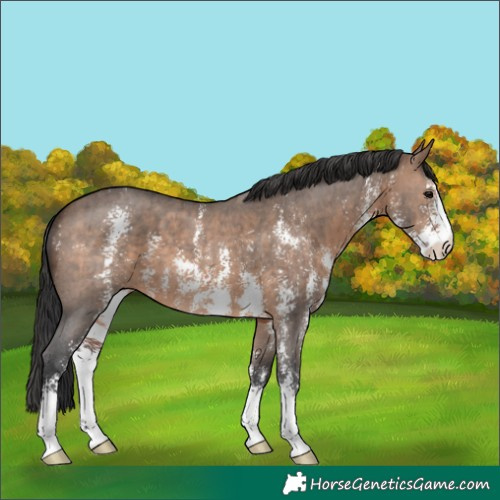 Horse Color:Brown Dun Sabino Brindle 