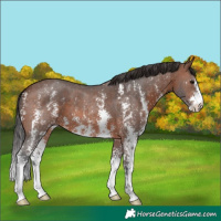 Horse Color:Brown Sabino 