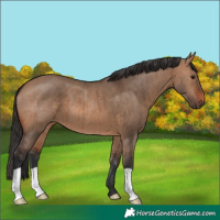 Horse Color:Brown Dun Brindle