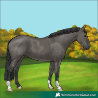 Horse Color:Grullo Brindle 
