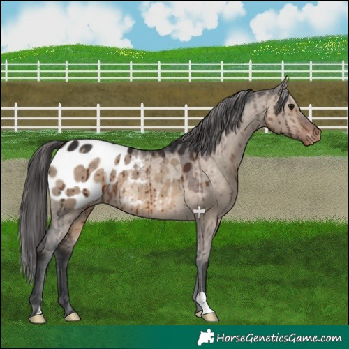 Horse Color:Brown Dun Appaloosa Brindle 