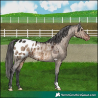 Horse Color:Brown Dun Appaloosa Brindle