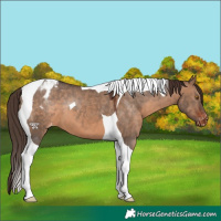 Horse Color:Brown Dun Tobiano Appaloosa 