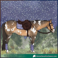 Horse Color:White Spotted Buckskin