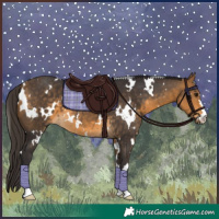 Horse Color:White Spotted Buckskin 