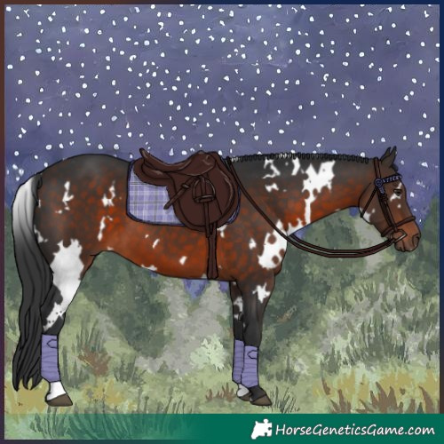 Horse Color:White Spotted Brown