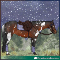 Horse Color:White Spotted Brown 