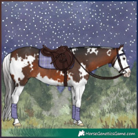 Horse Color:White Spotted Bay Splash